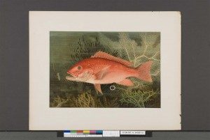 Before: September, 2012. Note small tears (circled in white). Samuel Kilbourne, Red Snapper from Game Fishes of the United States (New York: Charles Scribner’s Sons, 1879), 1879 – 1880, Chromolithograph, Crystal Bridges Museum of American Art Library, Bentonville, Arkansas. Photography by Heugh-Edmondson Conservation Services, LLC.