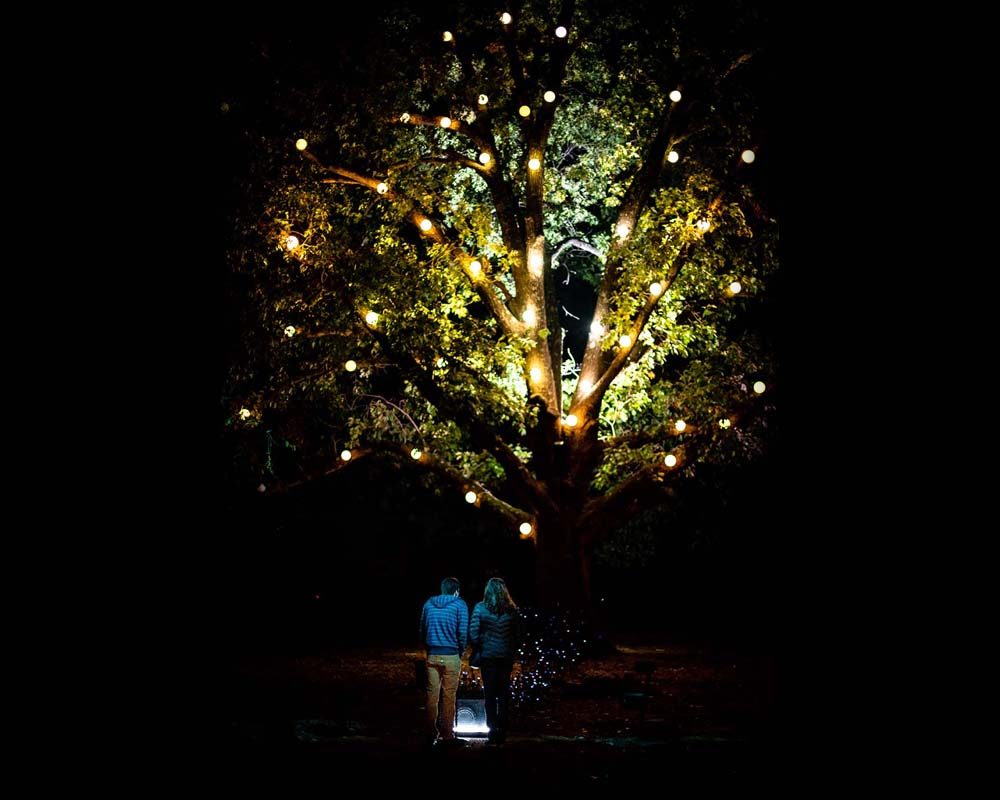 Tree adorned with lights in darkness, two figures approach with a lantern.