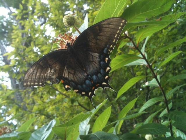 Black butterfly with blue and yellow on flowering plant, surrounded by green foliage.