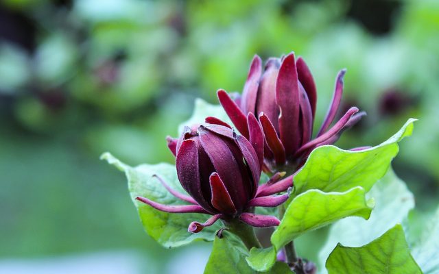 Carolina allspice with purple-pink blooms