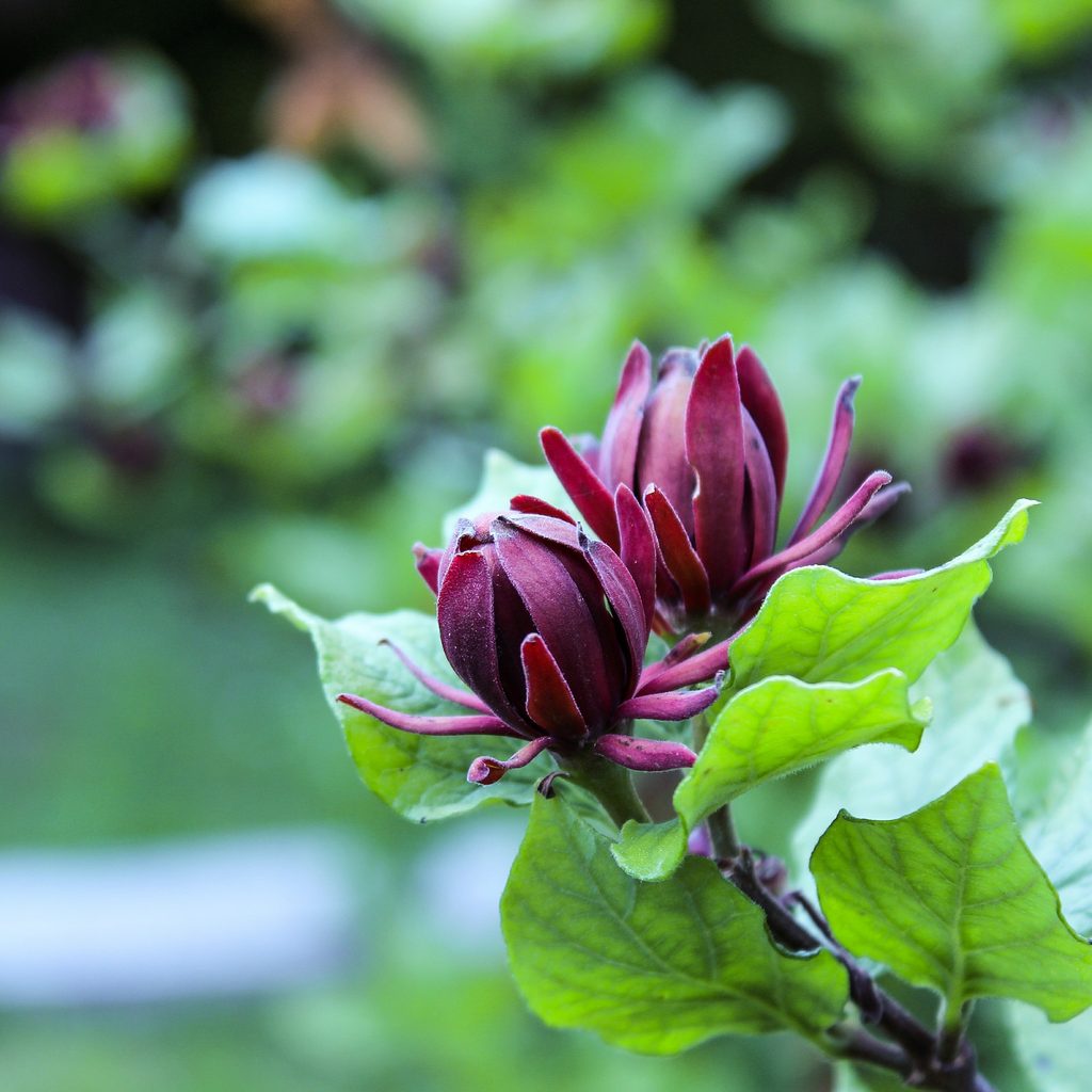 Carolina allspice with purple-pink blooms