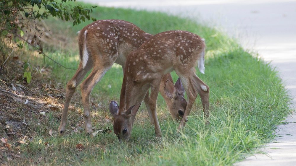 Two fawns with spots graze on grass by a pathway, surrounded by greenery.