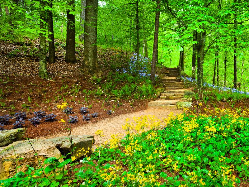 Forest path with stone steps, trees, wildflowers, and lush greenery on a small hill.