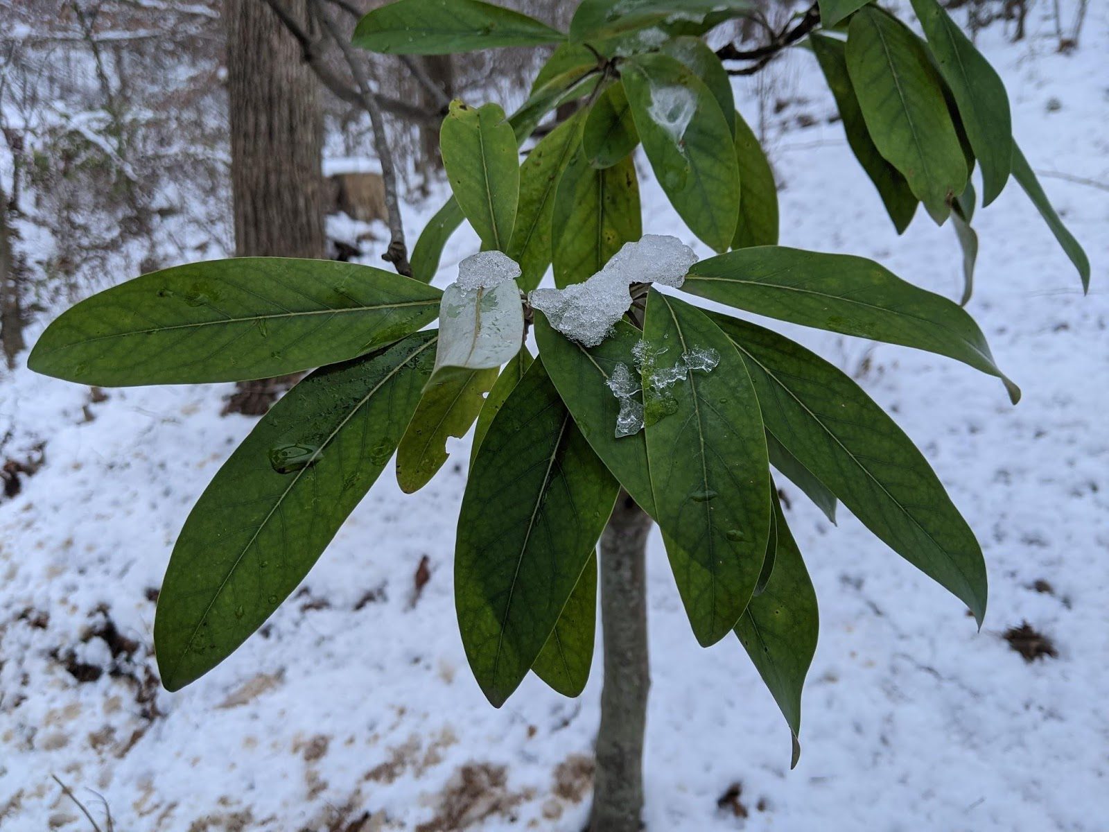 Green leaves with snow patches against a snowy, wintry backdrop with trees.
