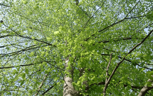Tree limbs in sunshine