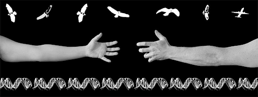 two arms stretched out to one another but not touching as white birds fly overhead and a DNA strand border is seen beneath the arms